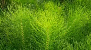 Horsetail Plant Vervain Whole Plant