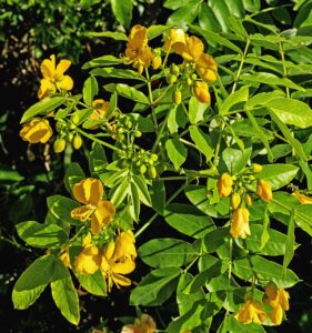 Cassia Occidentalis