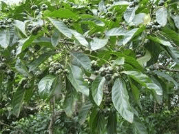 Nauciea Latifolia Leaves