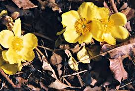 Cochlospermum