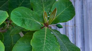 Terminalia Cattapa Leaves